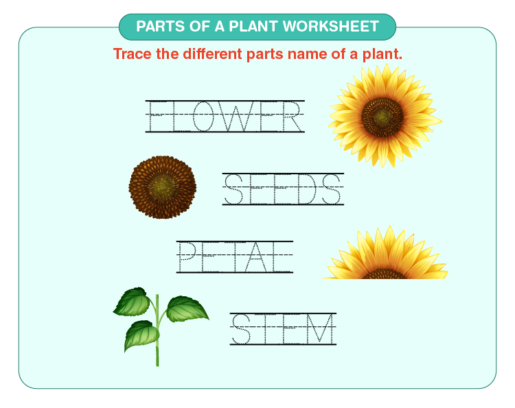 Write parts of a plant on the worksheet: Free printable parts of a plant worksheet
