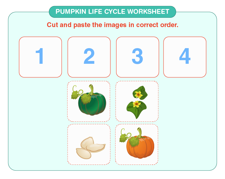 pumpkin life cycle worksheet