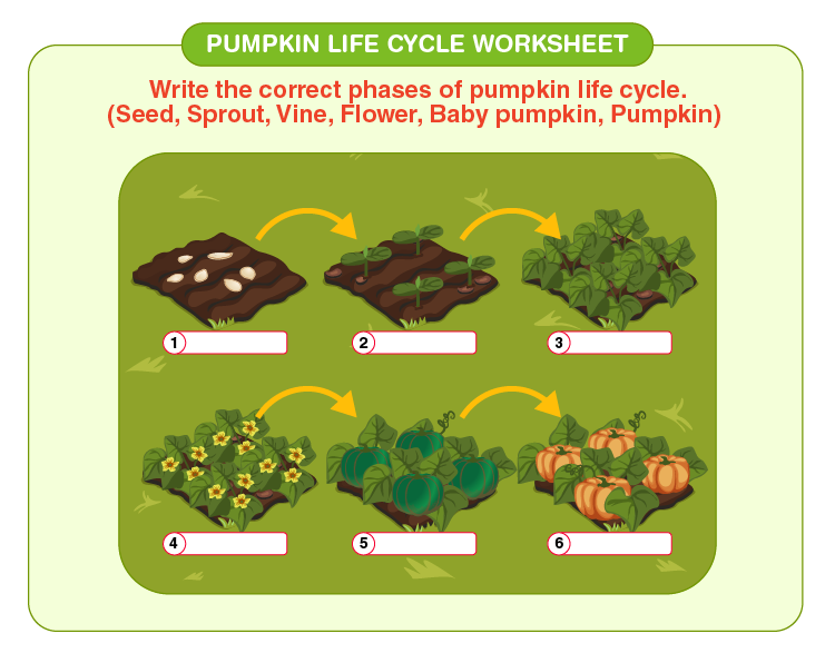 Pumpkin Life Cycle Worksheet