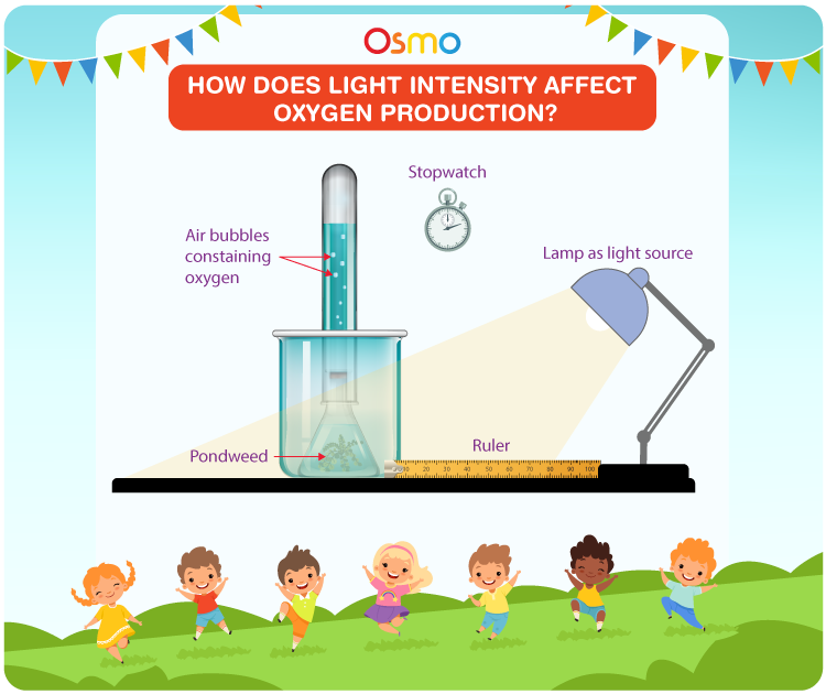 How Does Light Intensity Affect Oxygen Production?