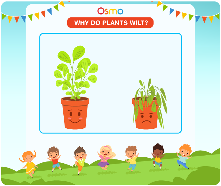 Why Do Plants Wilt?
