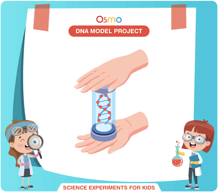 DNA Model Project