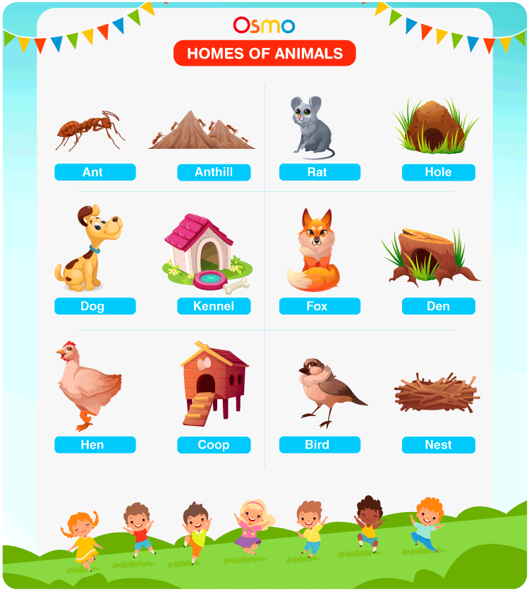 Homes Of Animals | List Of Animal Homes For Kids