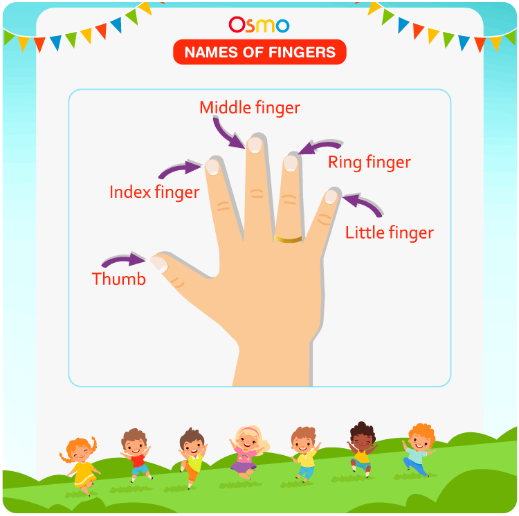 Names of Fingers