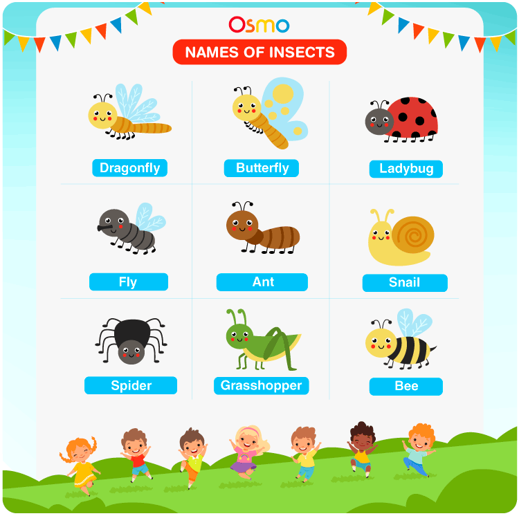 Check list of insect names